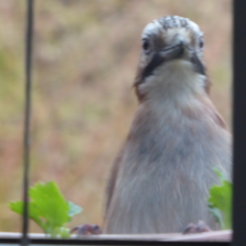 Ein Eichelhäher schaut rein.