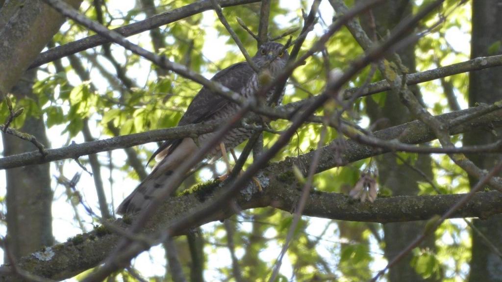 Ein Habicht beobachtet das Geschehen.