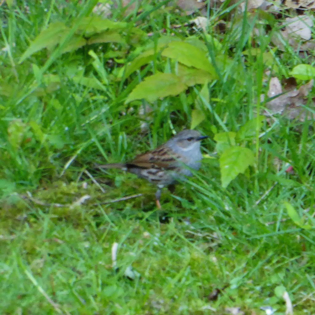 Eine Heckenbraunelle durchsucht die Wiese.