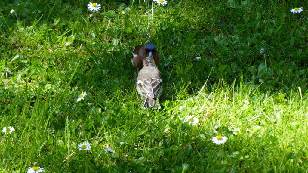 Buchfink füttert den Nachwuchs