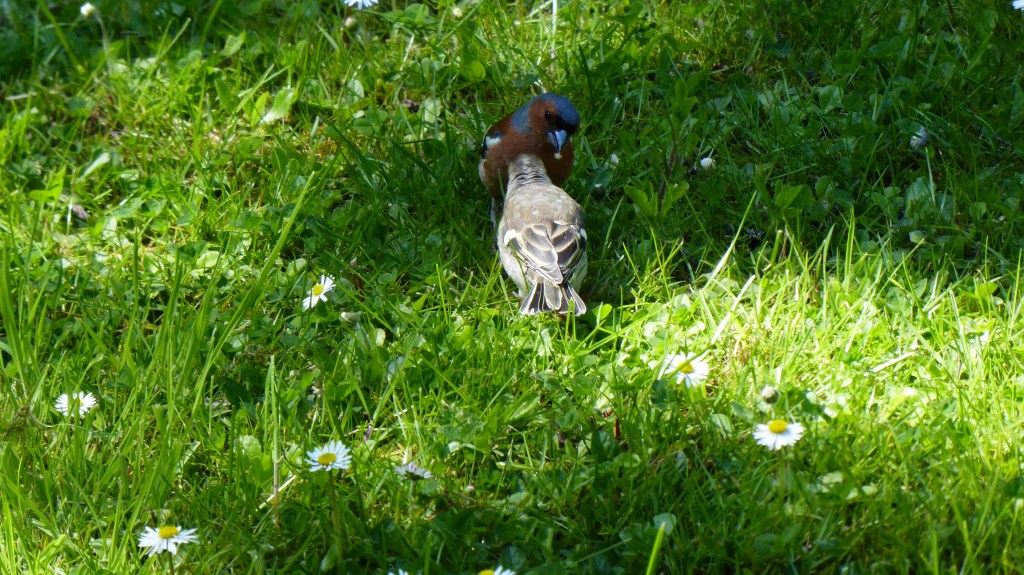 Buchfink füttert den Nachwuchs