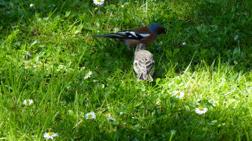 Buchfink füttert den Nachwuchs