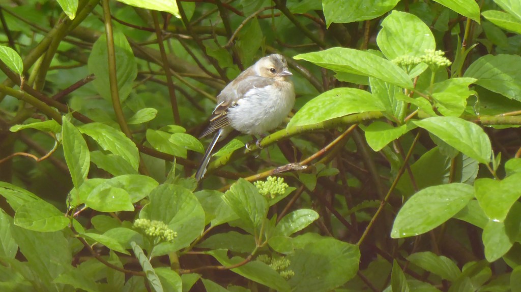 Der Nachwuchs des Buchfinkpaares zeigt sich.