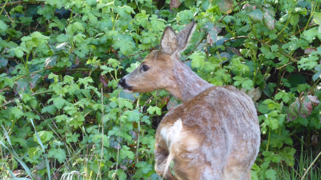 Eine Ricke vor meinem Fenster