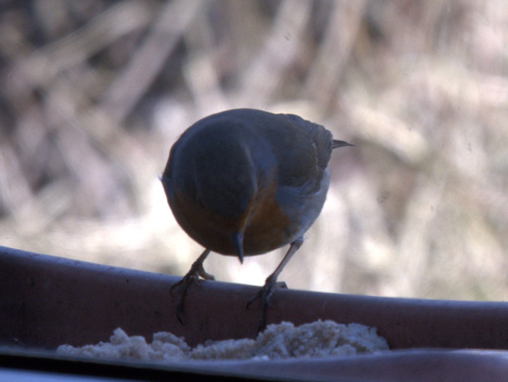 Rotkelchen am Blumenkasten